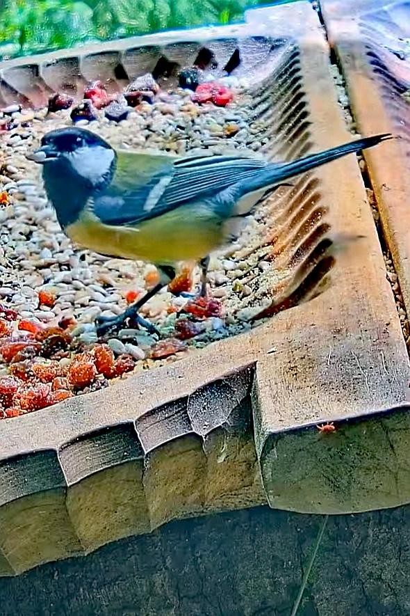 livebirdspoland_e87cf972038b58759f3c1b3bc8a40115.jpg