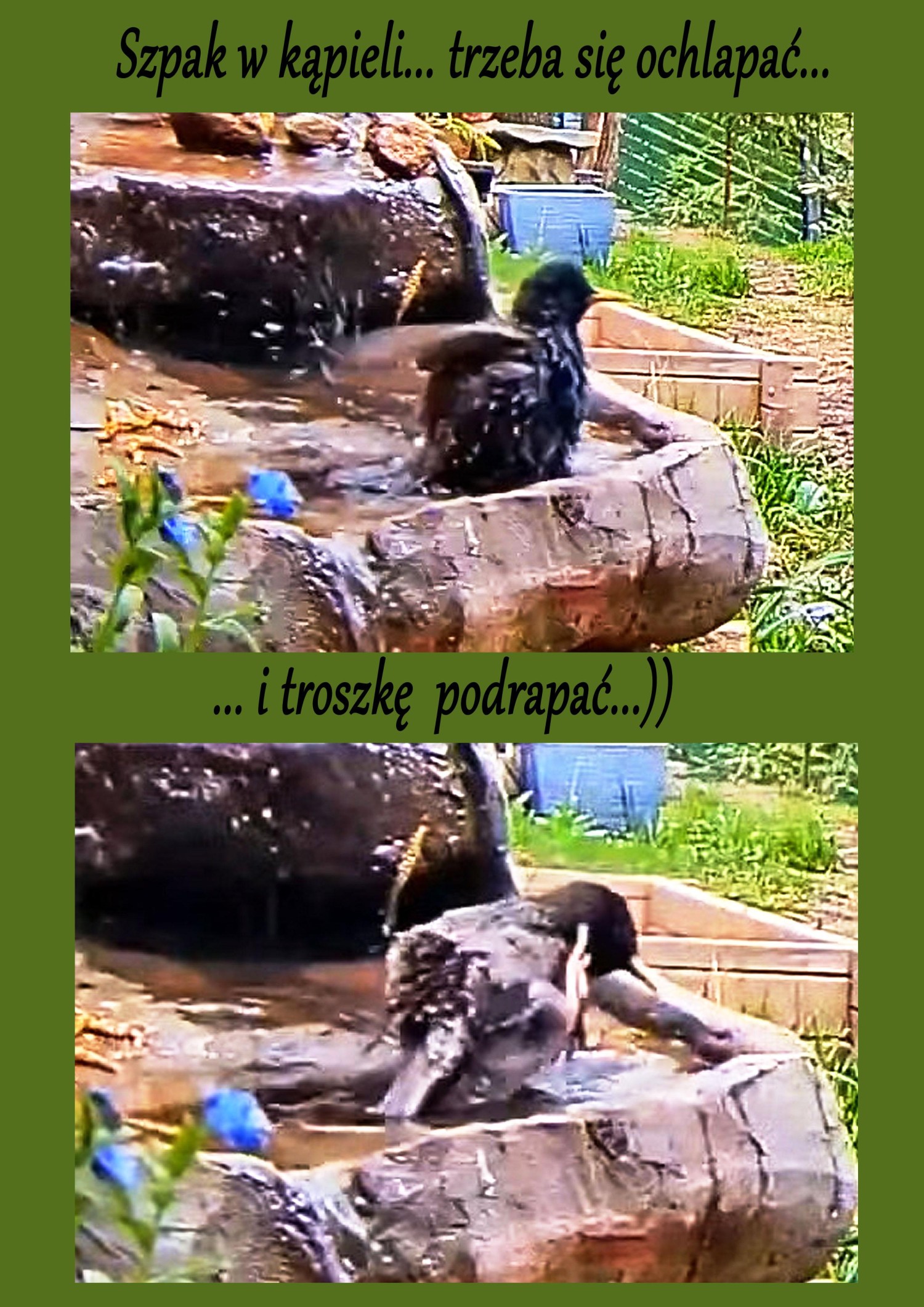 livebirdspoland_be2499c855eb92fb21d579e132356dff.jpg