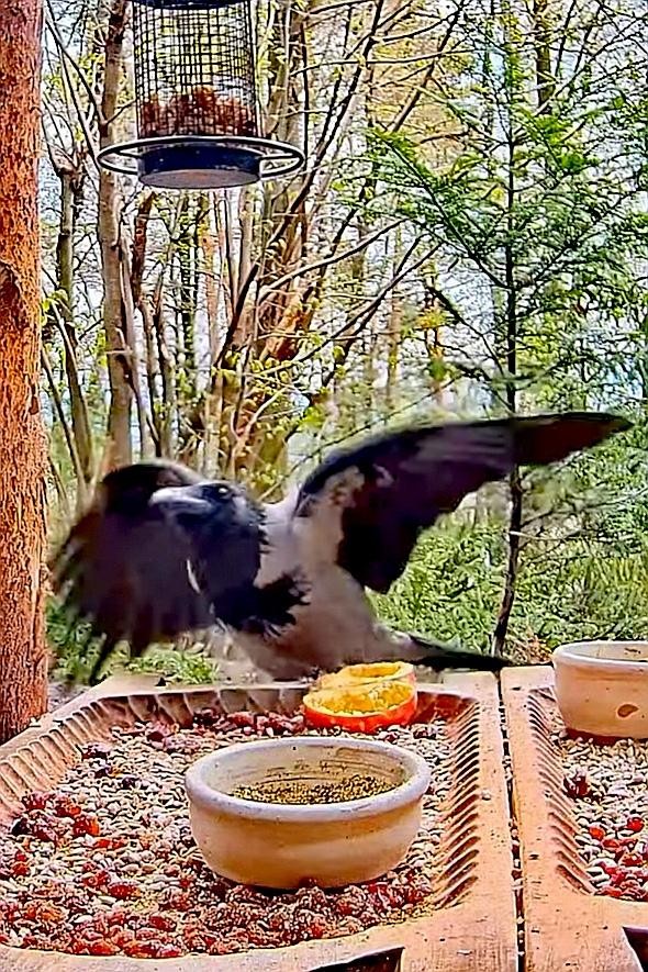 livebirdspoland_41bc111c7447a6fc7875d297e431c26b.jpg
