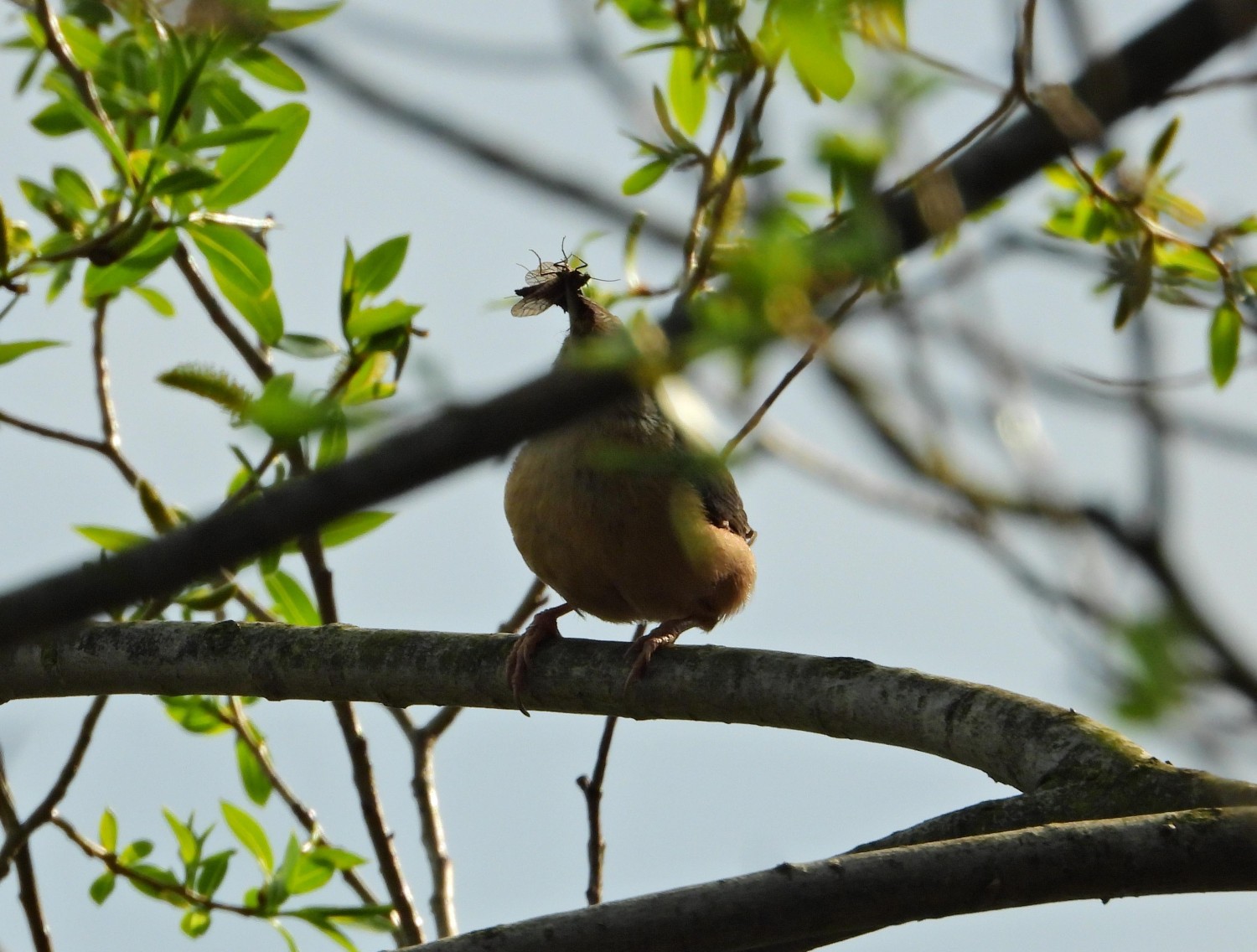 livebirdspoland_8c9a20275b92fc103dbebefb6055ae22.jpg