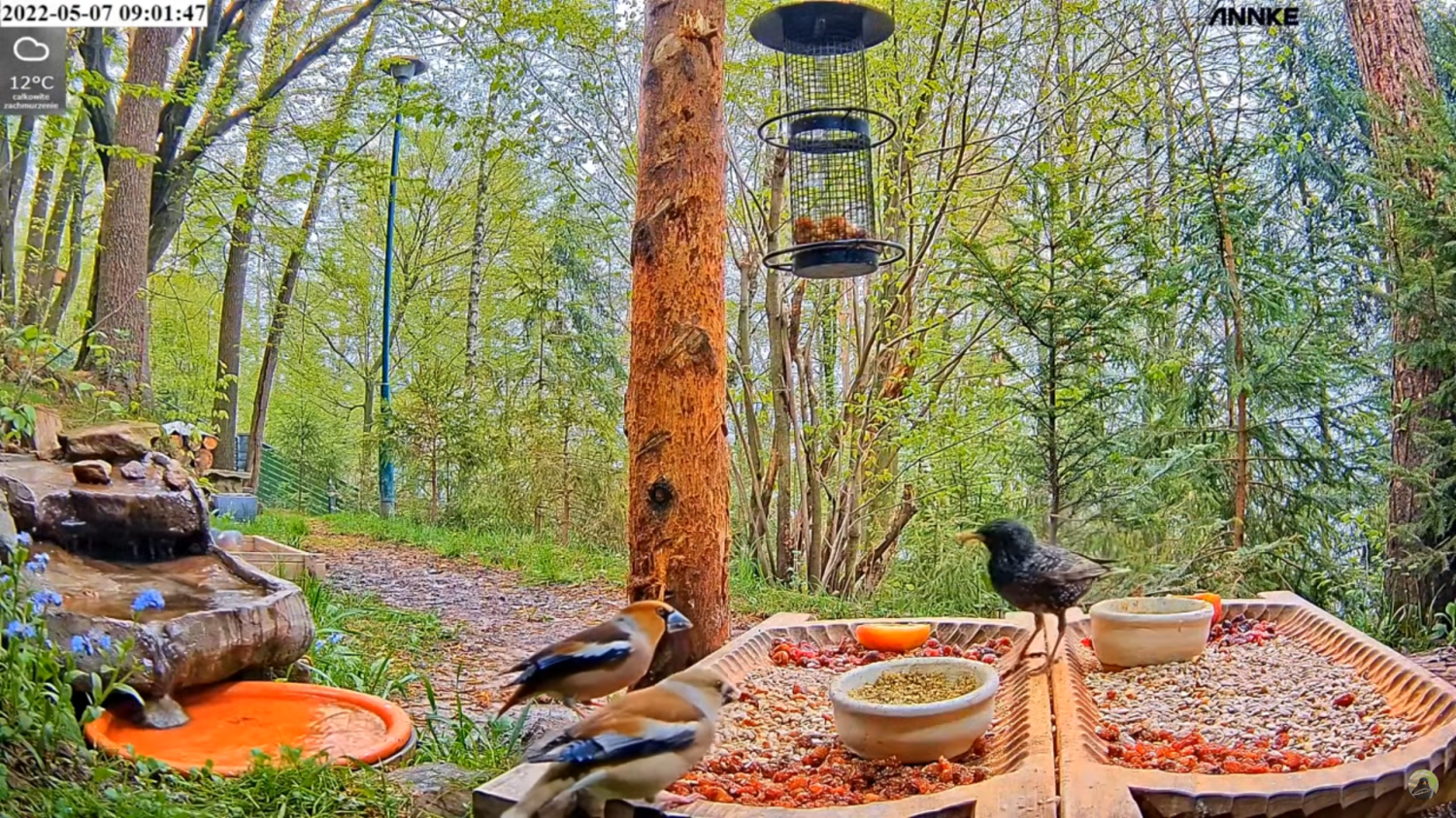 livebirdspoland_0cf4135f1b98c5b3c2ccb8f4443612df.png