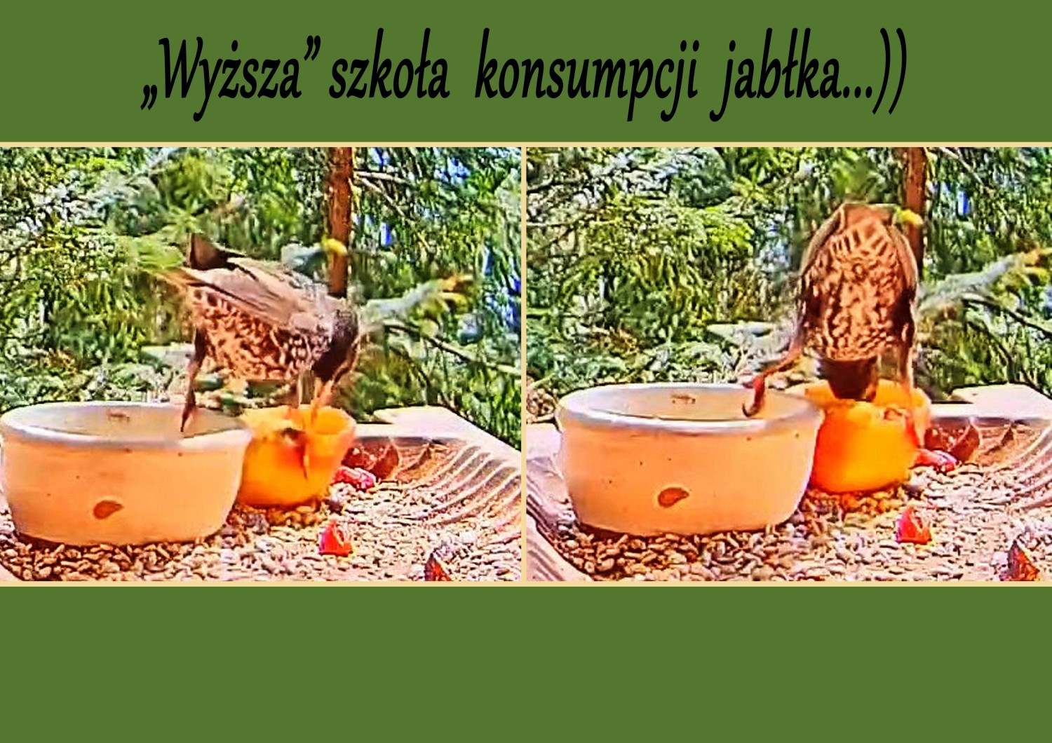 livebirdspoland_a224a1aa56b8fc74946aa52cfde36756.jpg