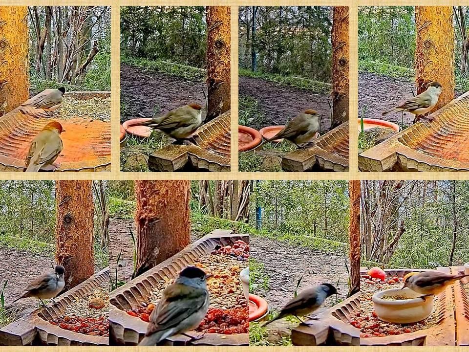 livebirdspoland_735a458ad4cc10bdc7009740338edcf0.jpg