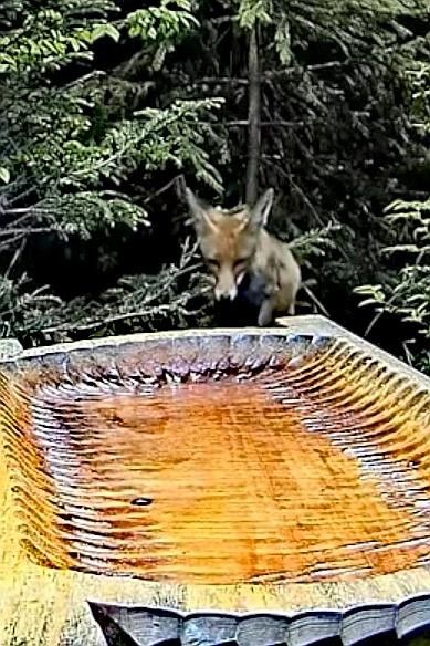 livebirdspoland_a255ab5d5f16615a00b66d891f9ab638.jpg