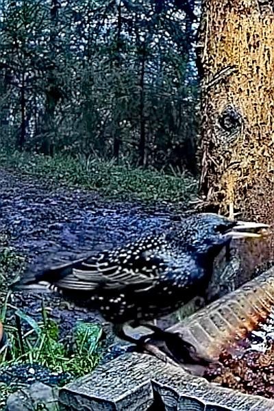livebirdspoland_49ff370a55c9becf430ddd0f20e9f4bb.jpg