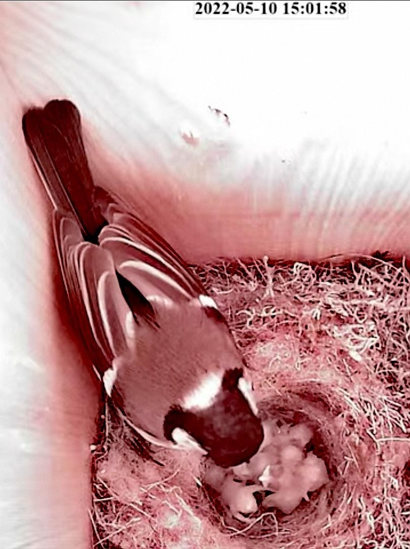 livebirdspoland_f14517ea4aa14edca314e9f40e496fc3.jpg