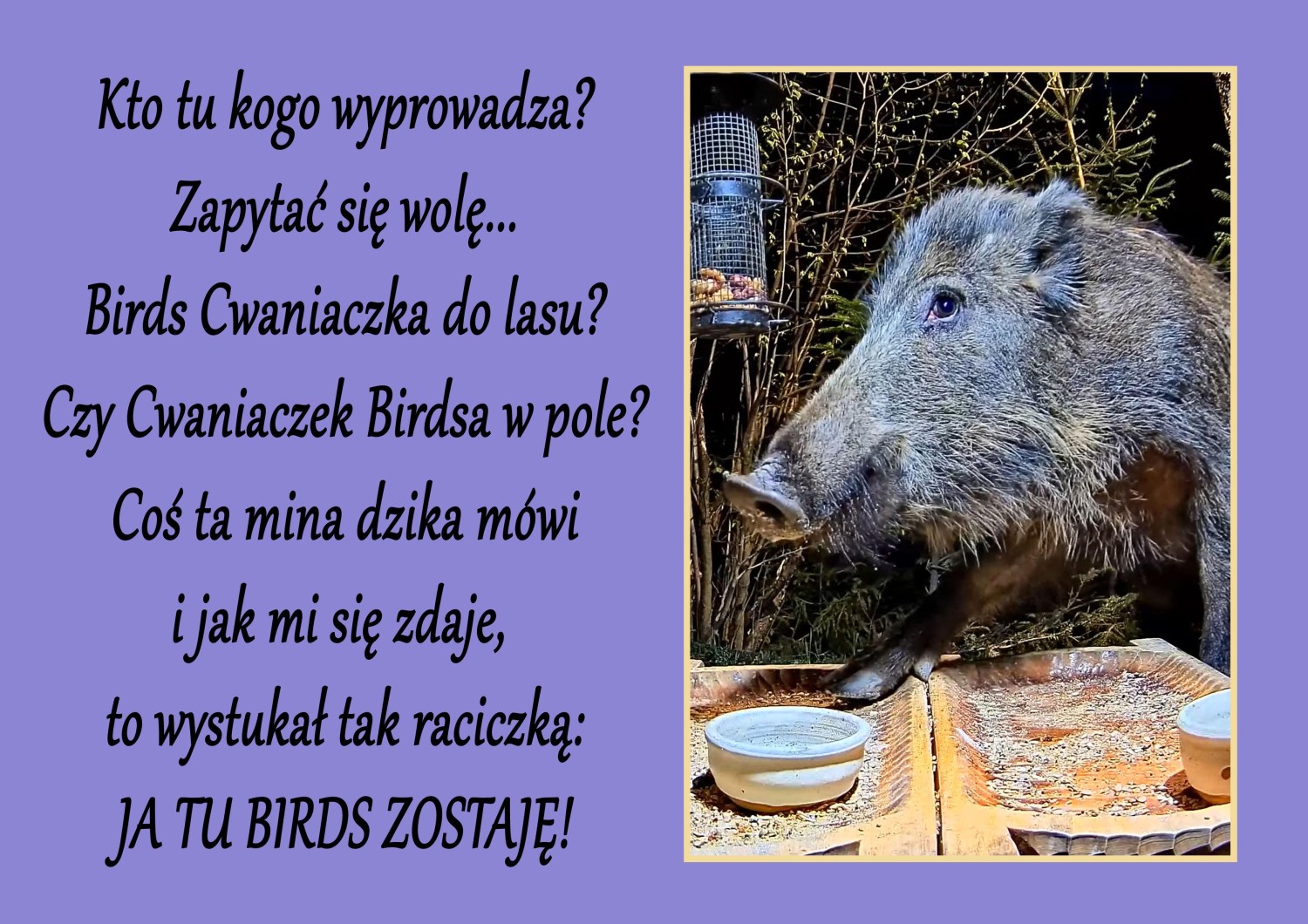 livebirdspoland_ad1fdb11a343bcc21fcfc5f42b152544.jpg