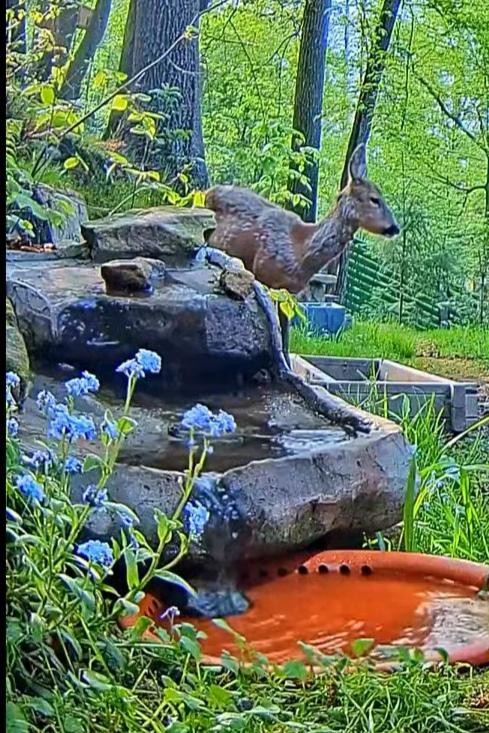 livebirdspoland_eeb1bc71349fbd06e8d5e77eff06c8e3.jpg