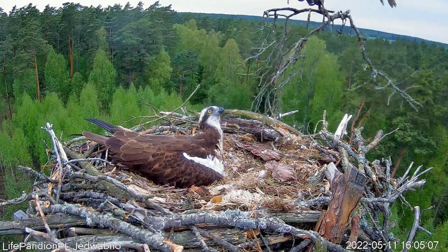 livebirdspoland_476546f07c1ee6dead11df320479f3c4.jpg