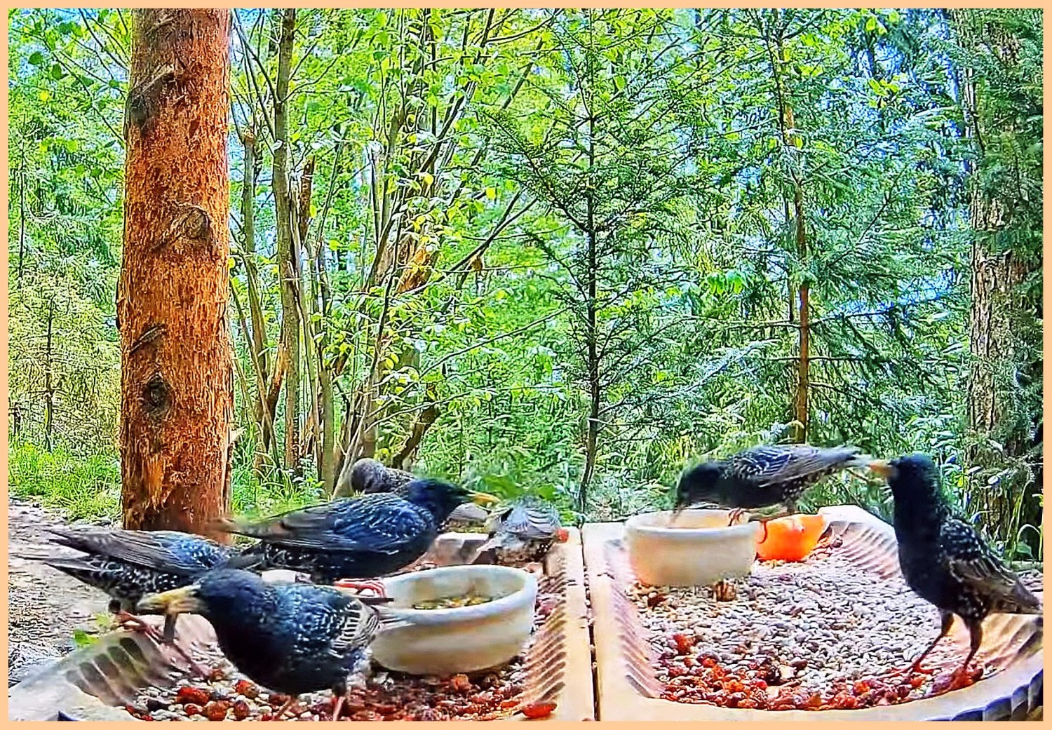 livebirdspoland_e00bffe8fcb78372f3ec3f7d6b78997d.jpg