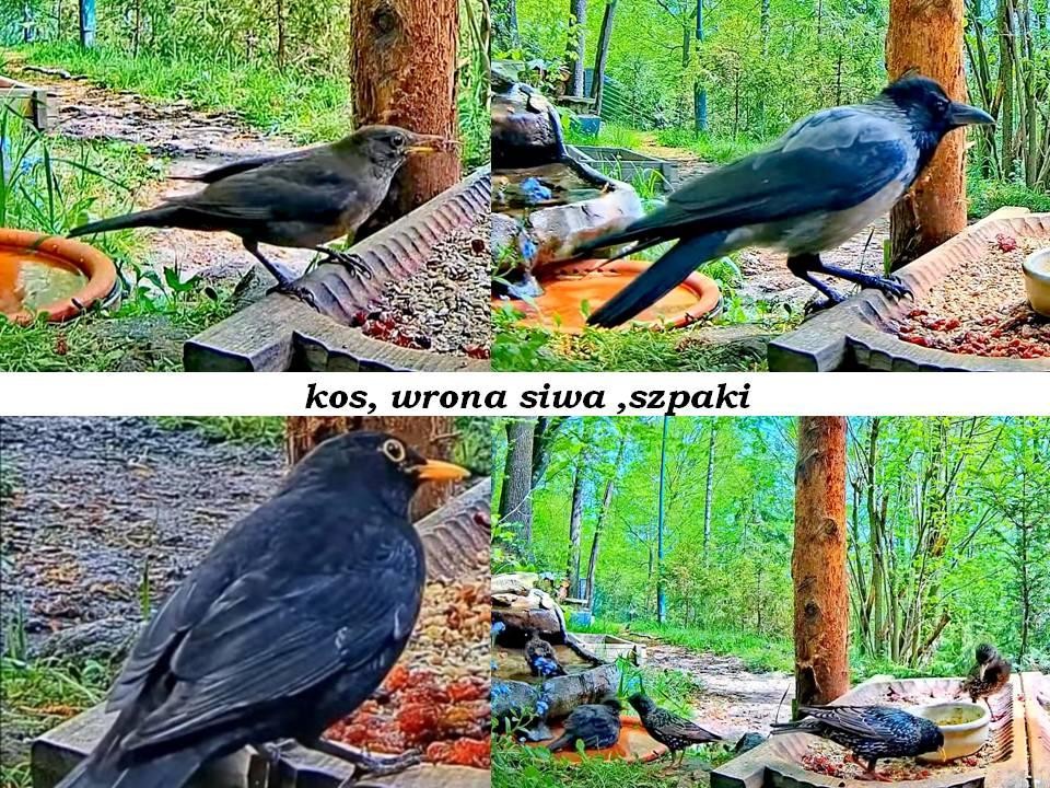 livebirdspoland_61b2962c00b58897e22152ff92f330b6.jpg