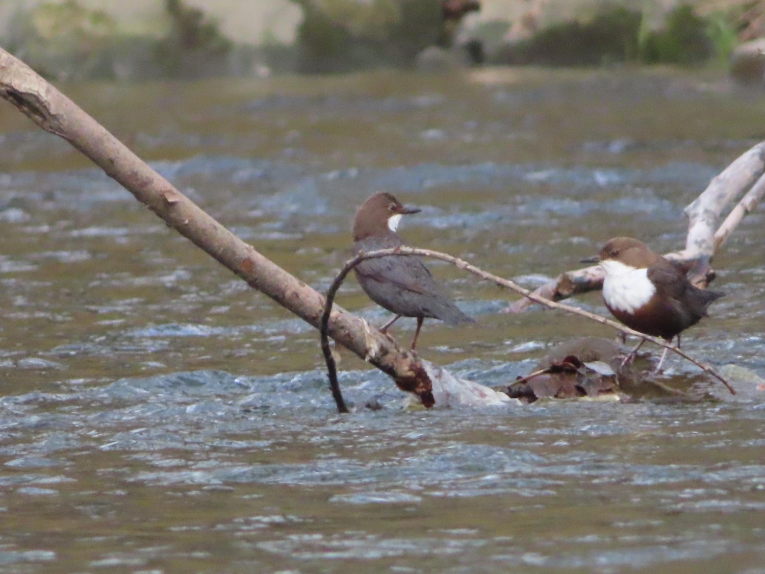 livebirdspoland_94c8babf2df6897e7fe5ffe3c5333d6a.jpg