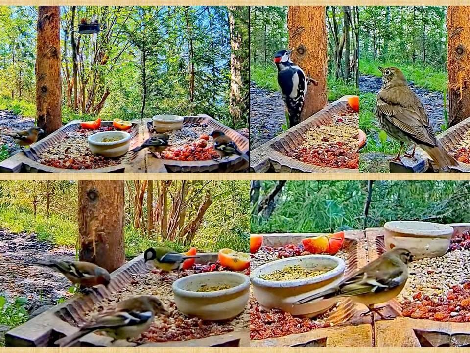 livebirdspoland_cd2e5176281b83a6d08453ee30d1d067.jpg