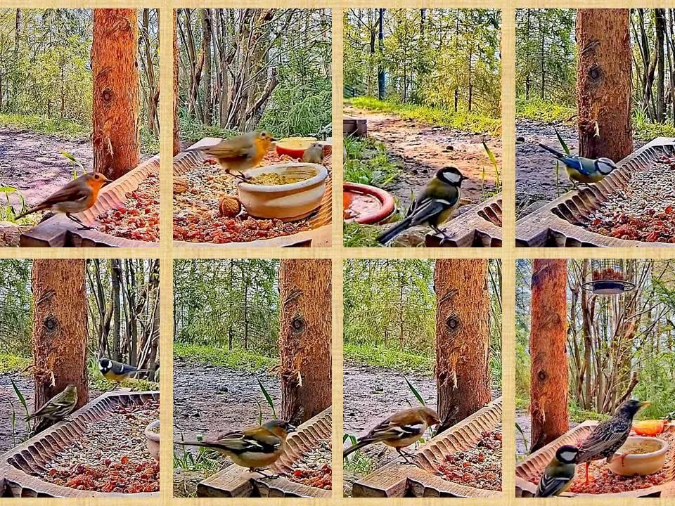 livebirdspoland_85f279628dd60a5551298d9032a4c1f2.jpg