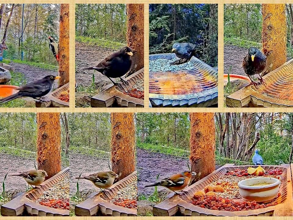livebirdspoland_052ae4d685c1422c0c92ba70f3f7cb6e.jpg