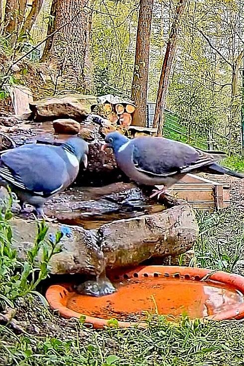 livebirdspoland_cf061613cd0e34c5bfa9a01eb6e6e62a.jpg