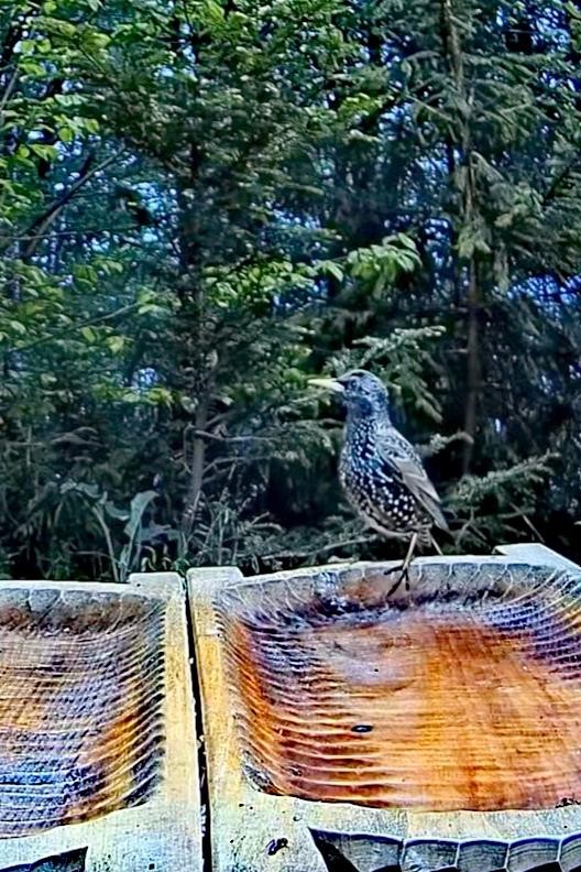 livebirdspoland_b210d8af2626e270fd7a72d71c5c1a12.jpg