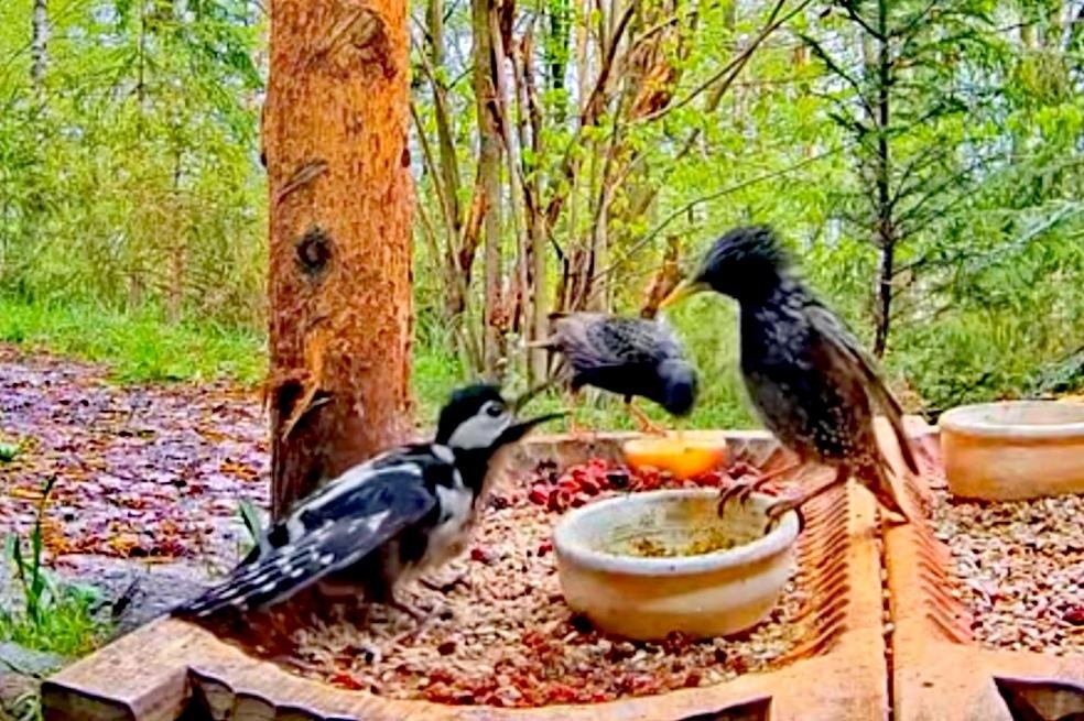 livebirdspoland_059242f0a61a9ae3adea230a584d4e2a.jpg