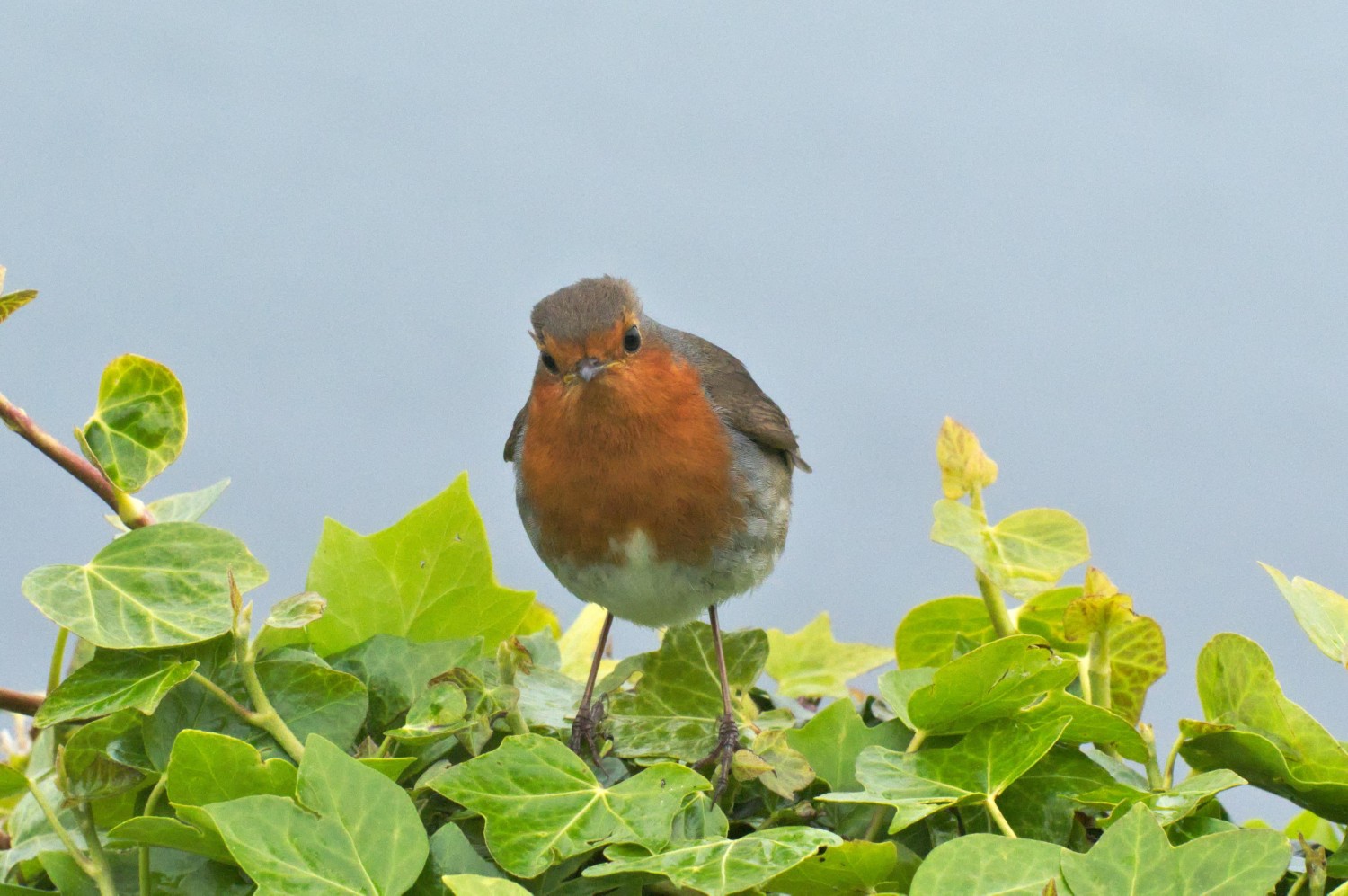 livebirdspoland_b5637bdef6de65b405c3b6533b09037c.jpg
