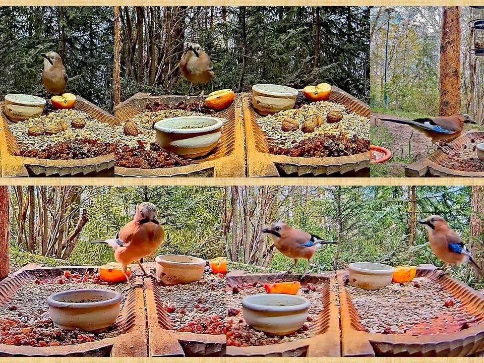 livebirdspoland_bd4ce30600dfac771cc9b30cef4ea3db.jpg