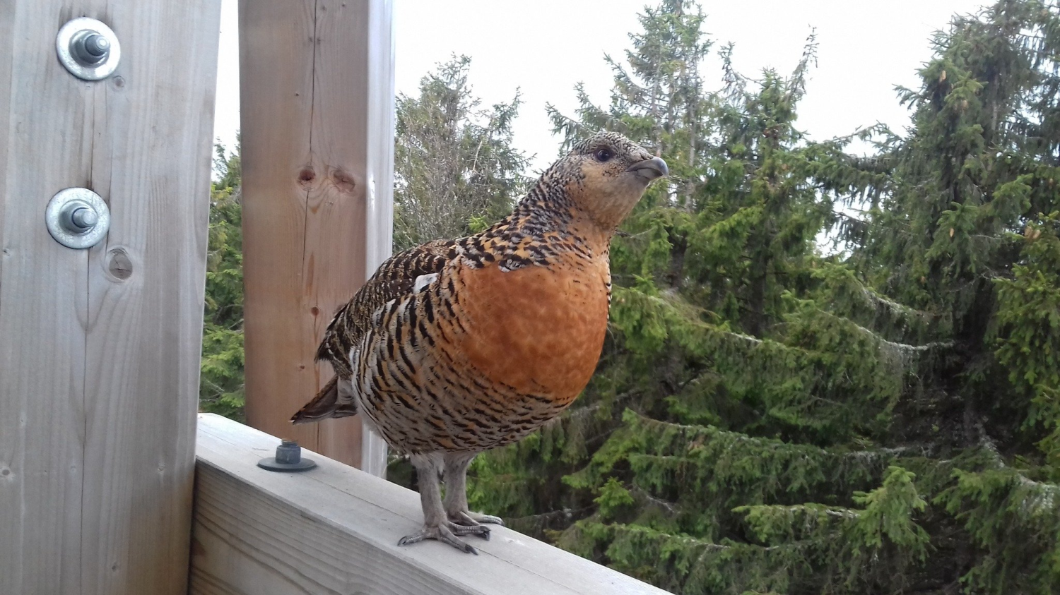 livebirdspoland_f524ea6c2611e7060bc4dab7e2c94097.png