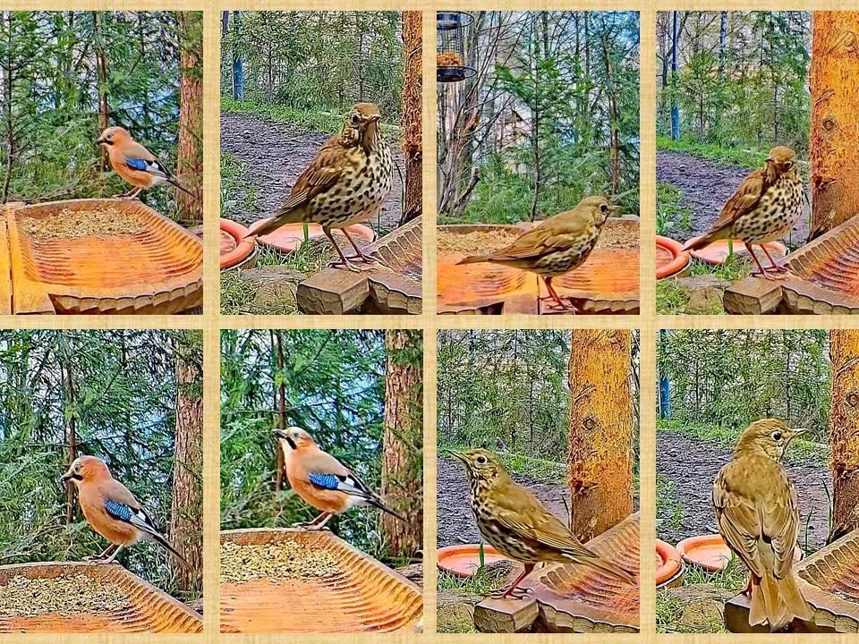 livebirdspoland_944f5abdcae4a73a31b0139cd249b940.jpg