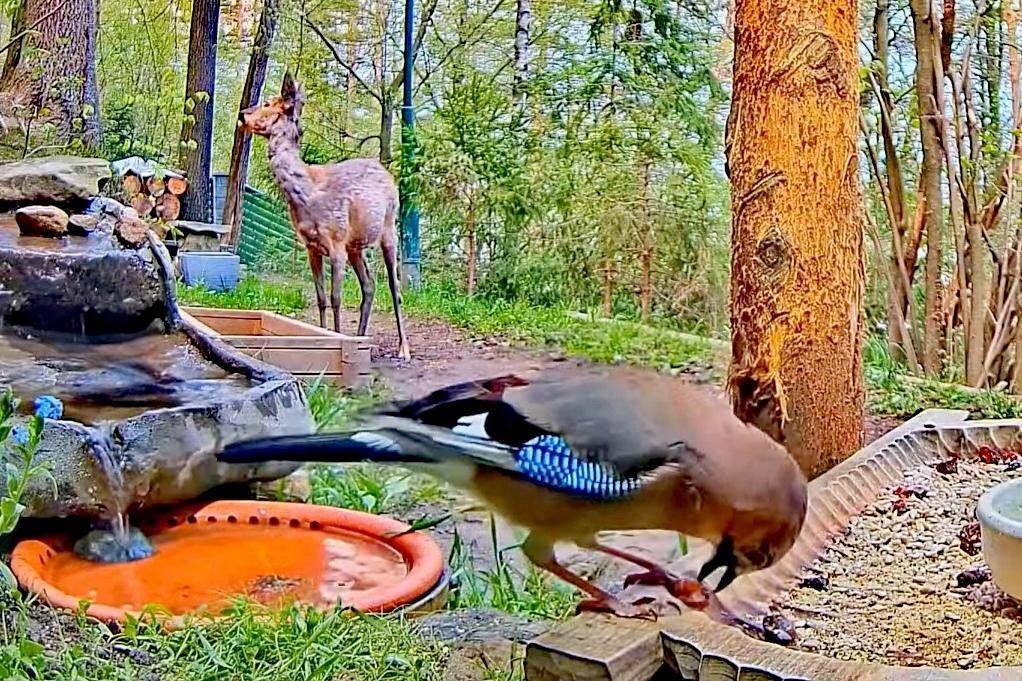 livebirdspoland_7b2e089225e731e2564ddcacf5292602.jpg