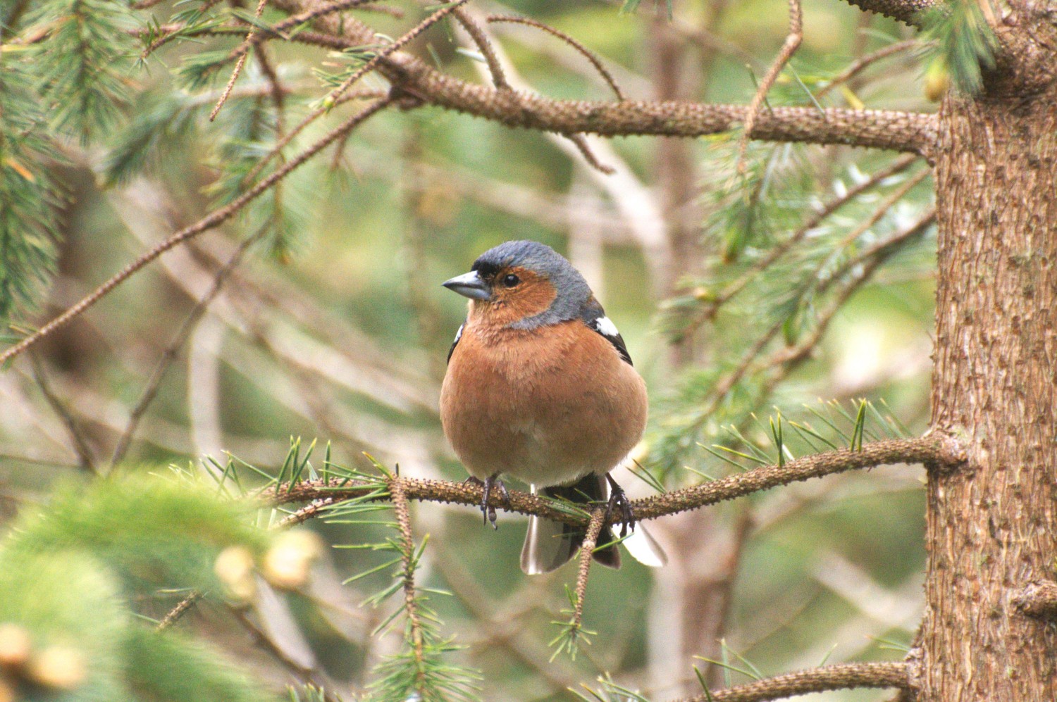 livebirdspoland_0760fb4ecef8b38f77a5b0d38953466c.jpg