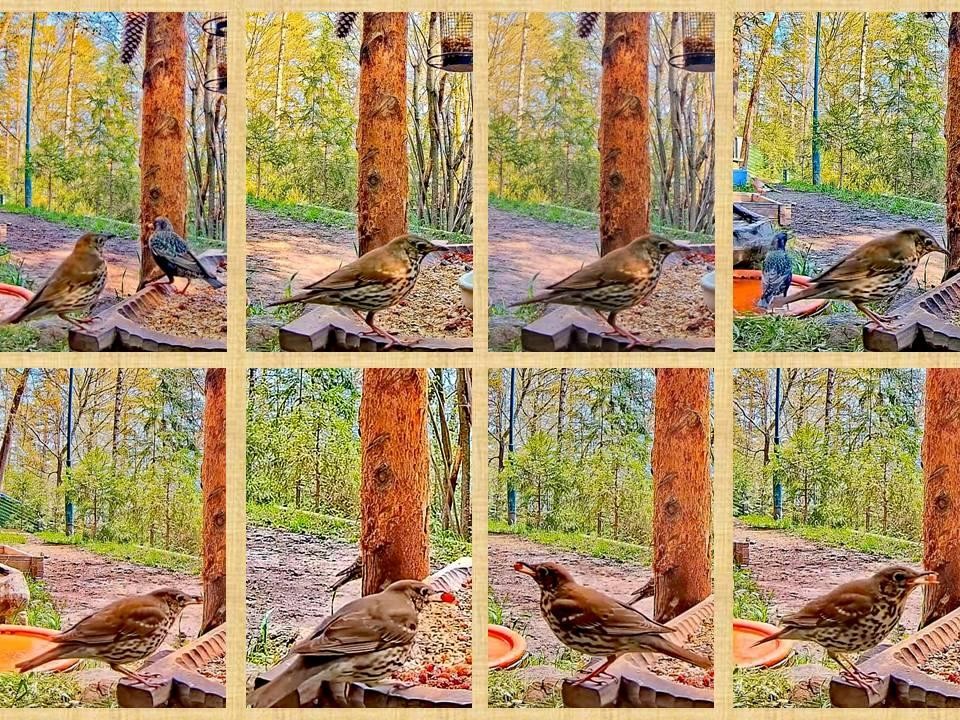 livebirdspoland_9f9414983d661595782cc5dc91980112.jpg