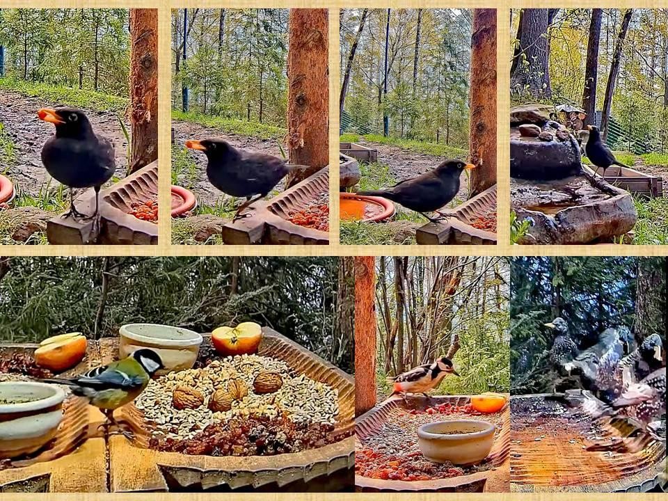 livebirdspoland_564578cd3ba56d72e9b9cffe27d2c0e0.jpg