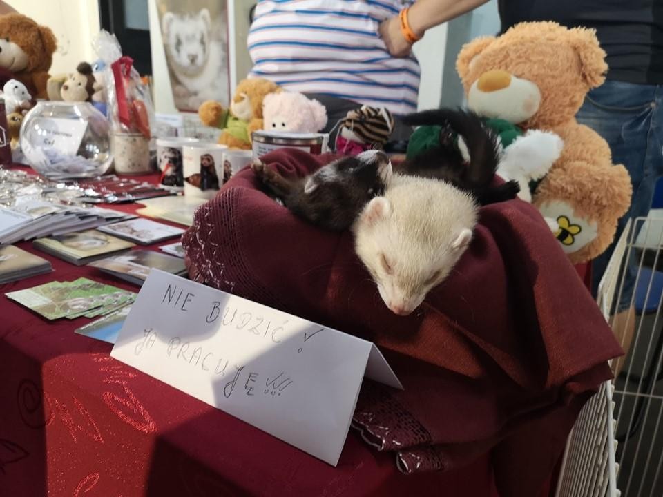 livebirdspoland_cfa6402d2f306be426c54645be178251.jpg