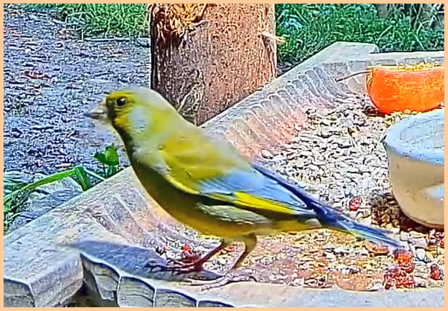 livebirdspoland_c9f4f9278797aab12e421fe12729b004.jpg