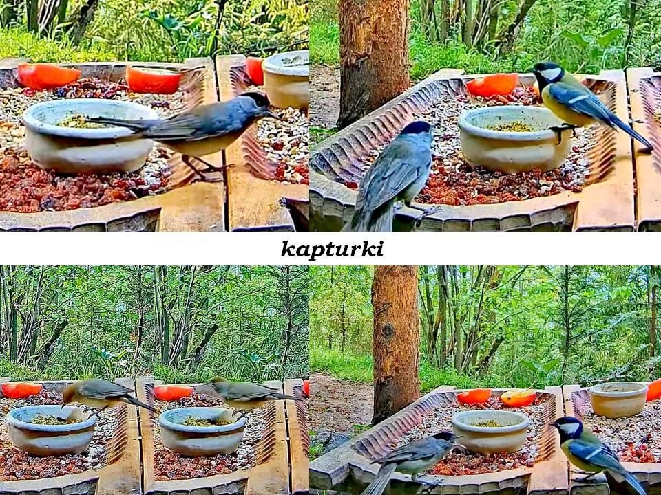 livebirdspoland_51c94e6aa20e128b9ab4b445310bc7ee.jpg