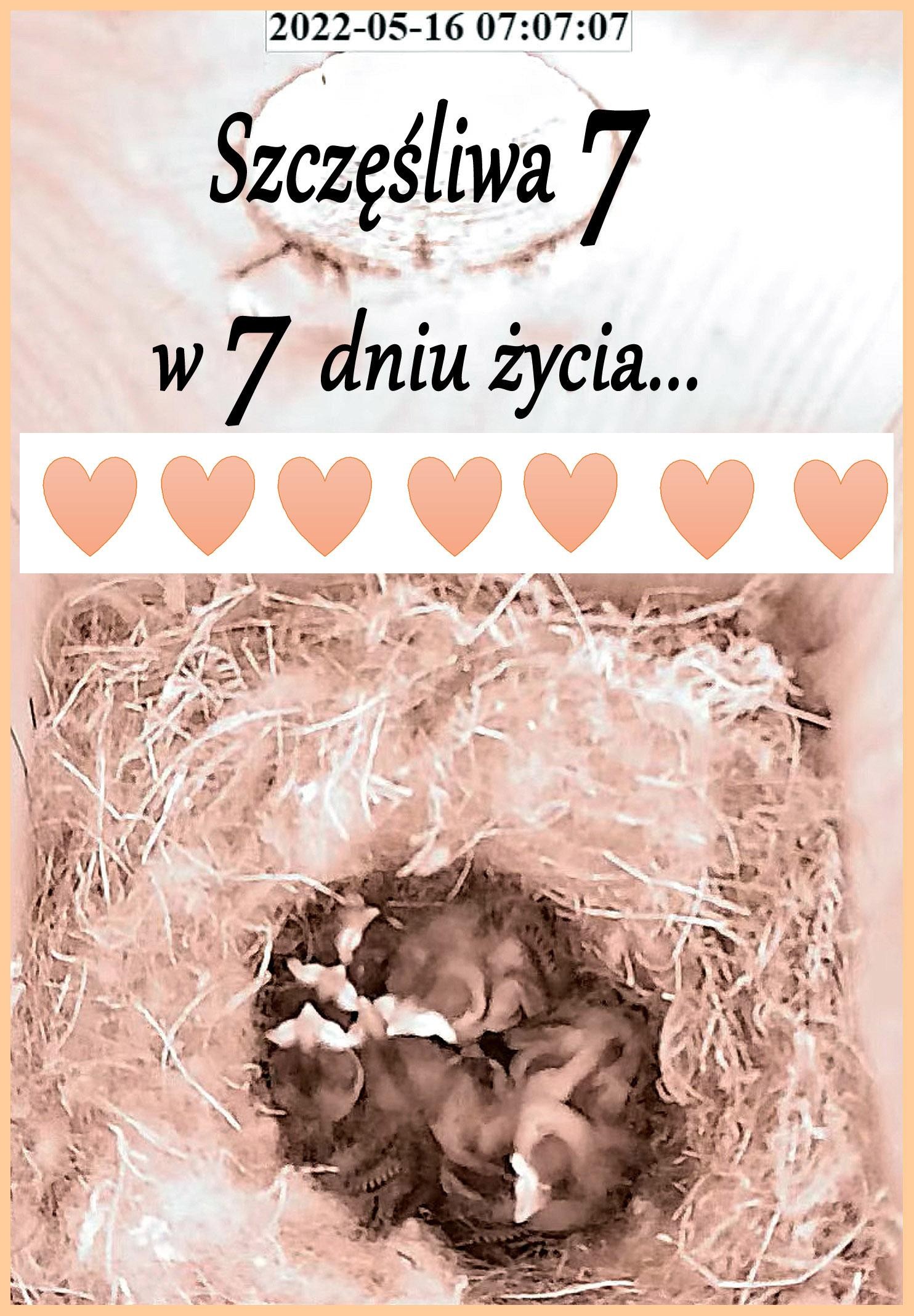 livebirdspoland_5f760f82c8bf24dd6bf033933dfe016d.jpg