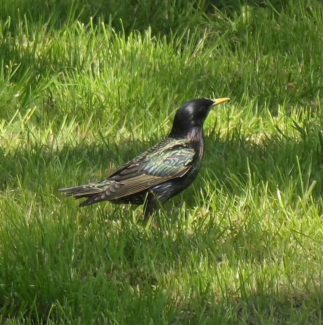 livebirdspoland_078059c1029439da6f8467b7cb2c4320.jpg