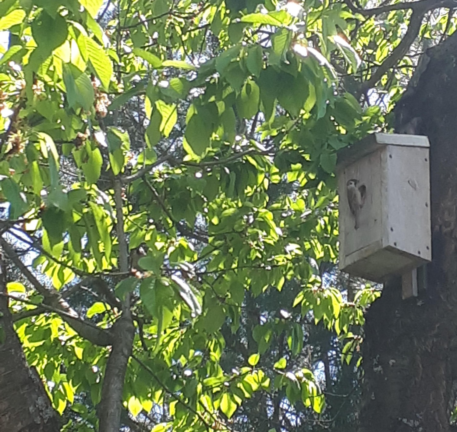 livebirdspoland_9db0605c847dcf0ade7c6fc059e09150.jpg