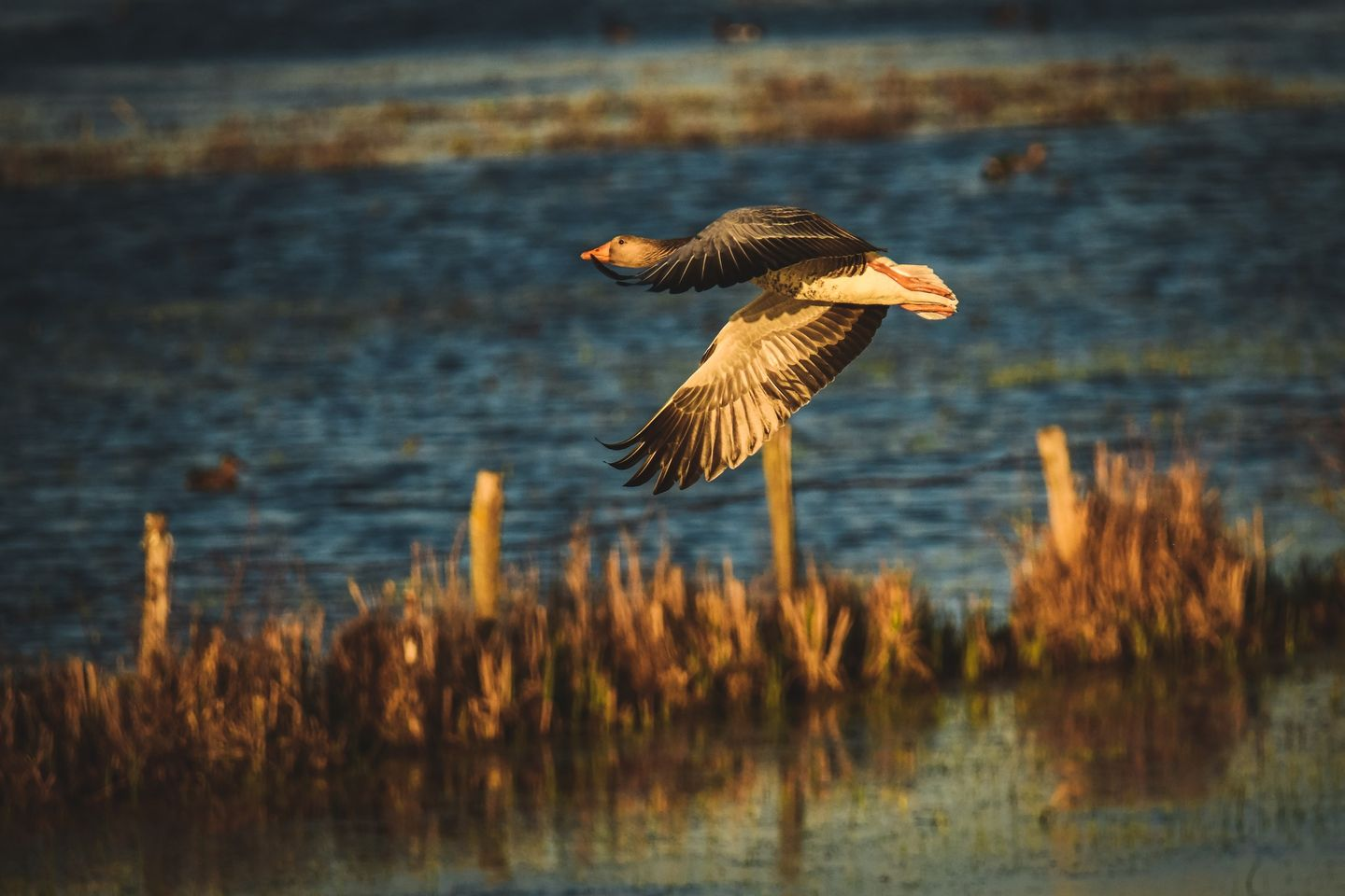 livebirdspoland_693716c867afc5a684d9f6037e7da0c9.png