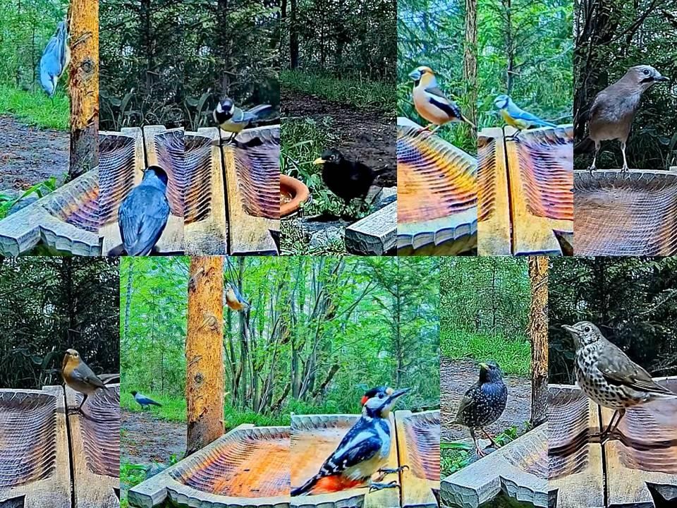 livebirdspoland_bcfca984642aaa71c4251c3d82cec923.jpg
