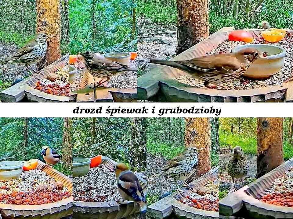 livebirdspoland_d2abaee8440790b9a37a9f686421c83e.jpg