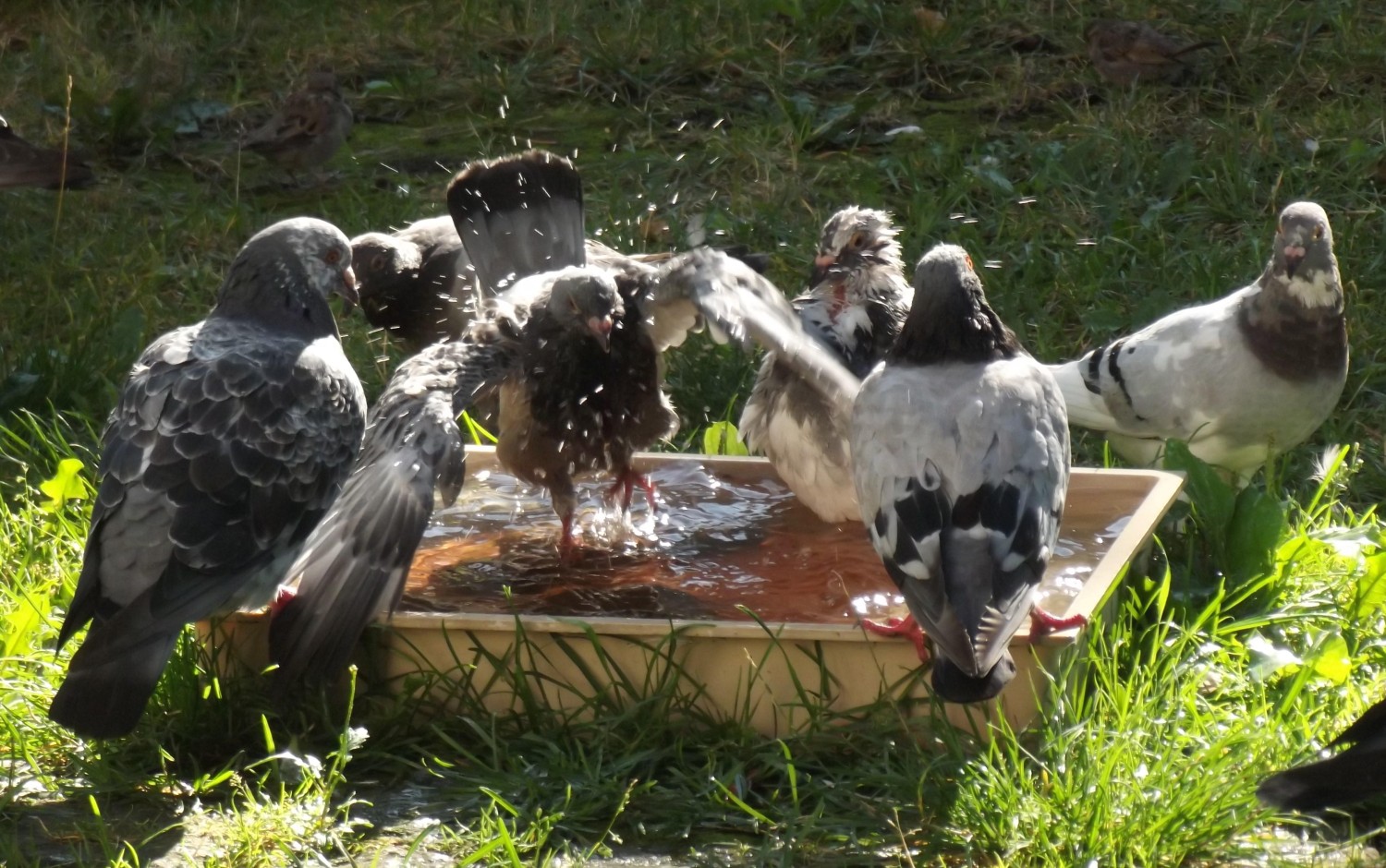 livebirdspoland_1149e10029d027e17bd23e4c83376fe8.jpg