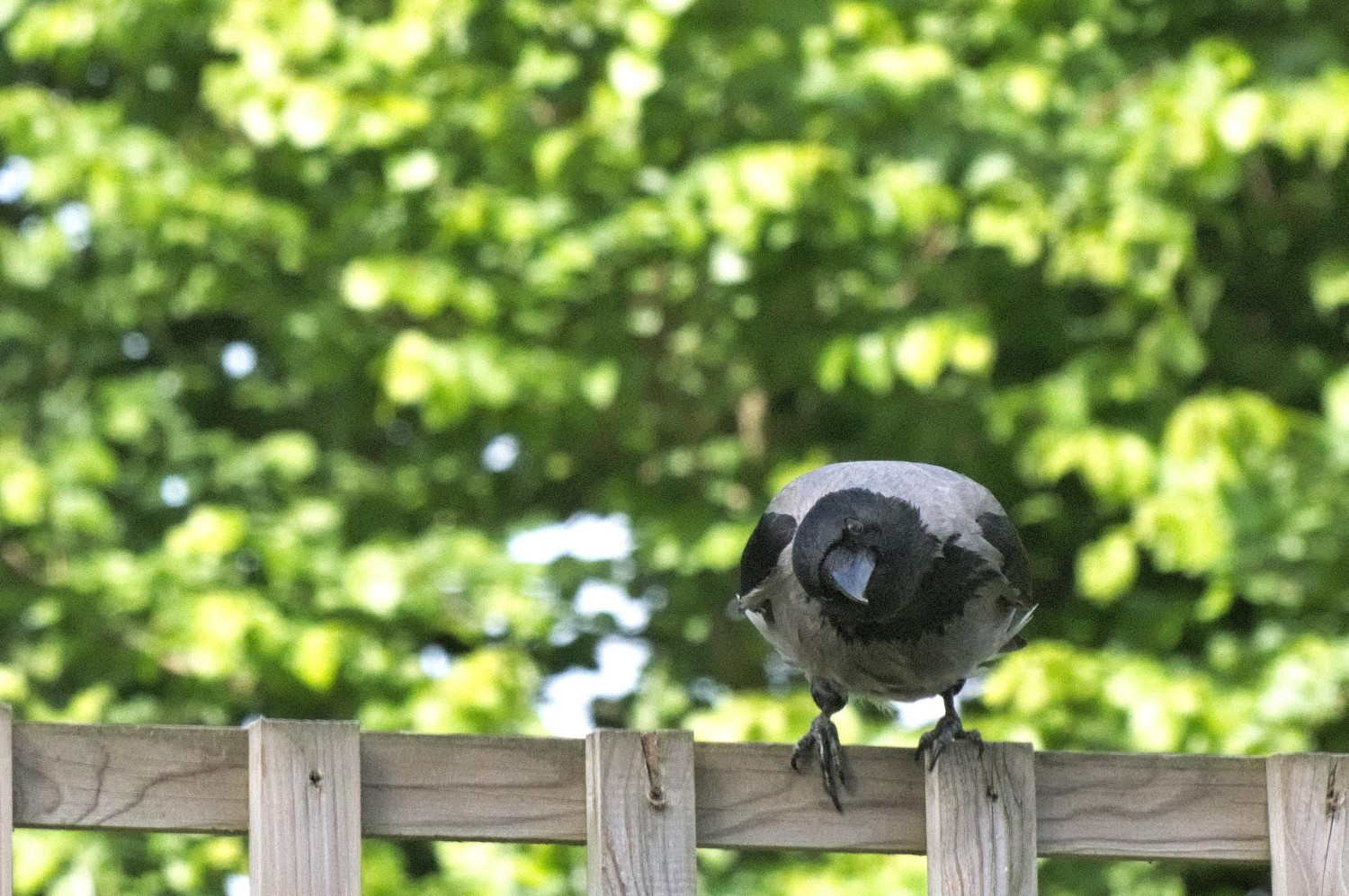 livebirdspoland_77718653101fd68156f5828f820479cc.jpg