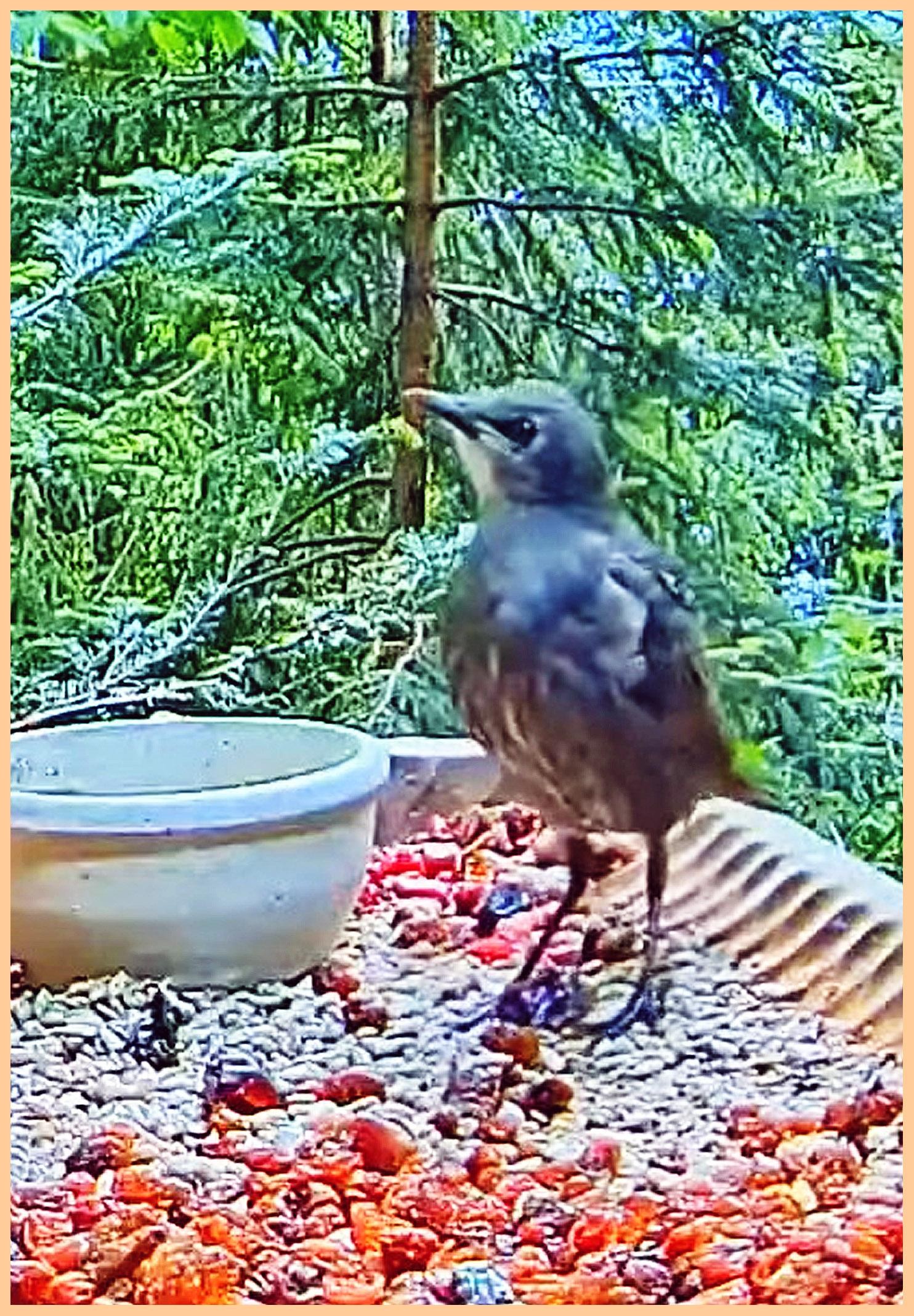 livebirdspoland_e629e2a904f3917dcb228e3035e867d5.jpg