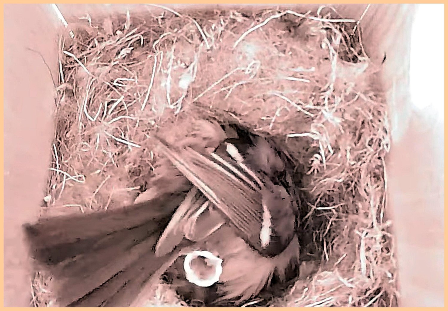 livebirdspoland_5dc37bf192768c03db43521a23e13dc5.jpg