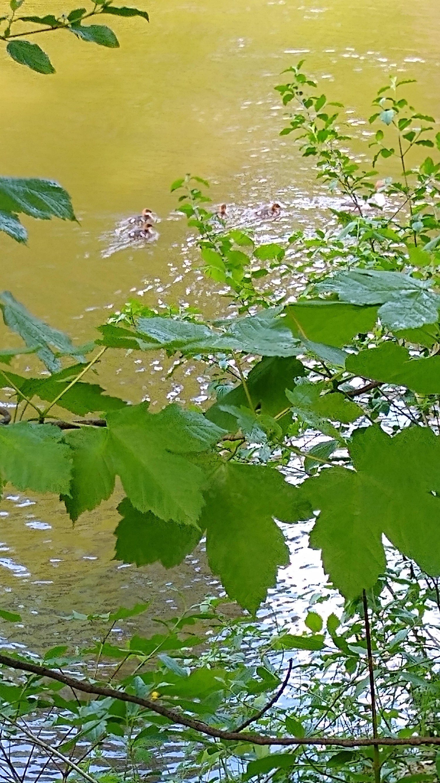 livebirdspoland_d348c514be9d4d71f5d5fdafffa0cf8f.jpg
