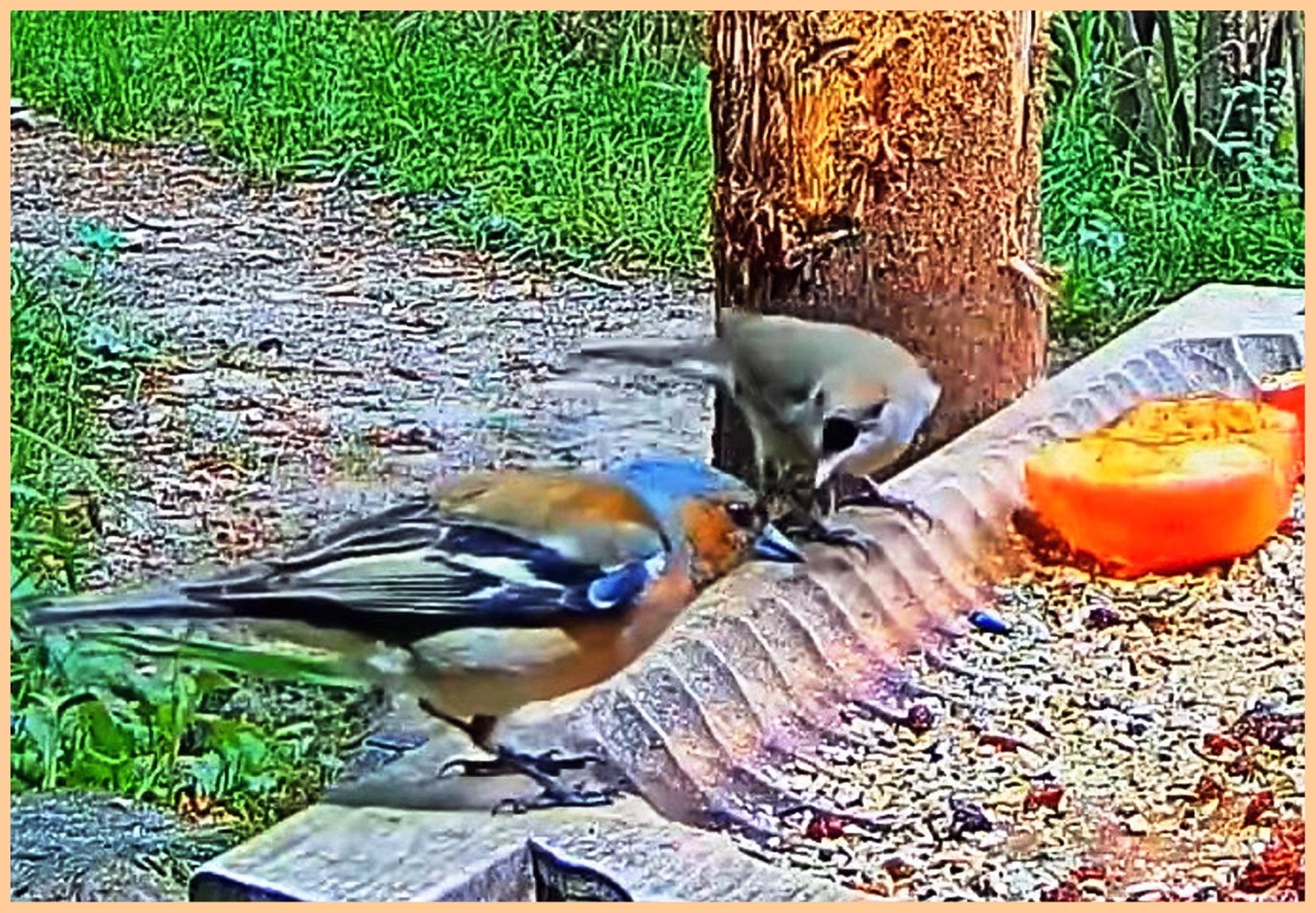 livebirdspoland_974fa69d12b8284055e7fbcab6af6bc4.jpg