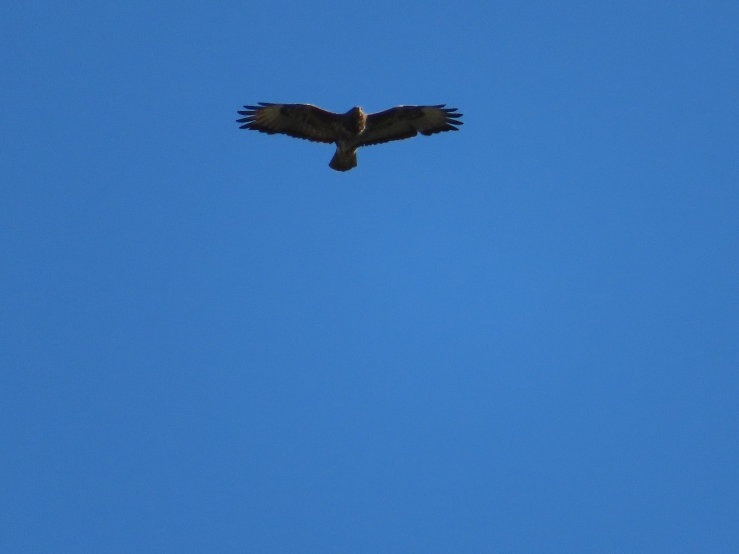 livebirdspoland_9be10c3bbe1b09535d23554416cecf63.jpg
