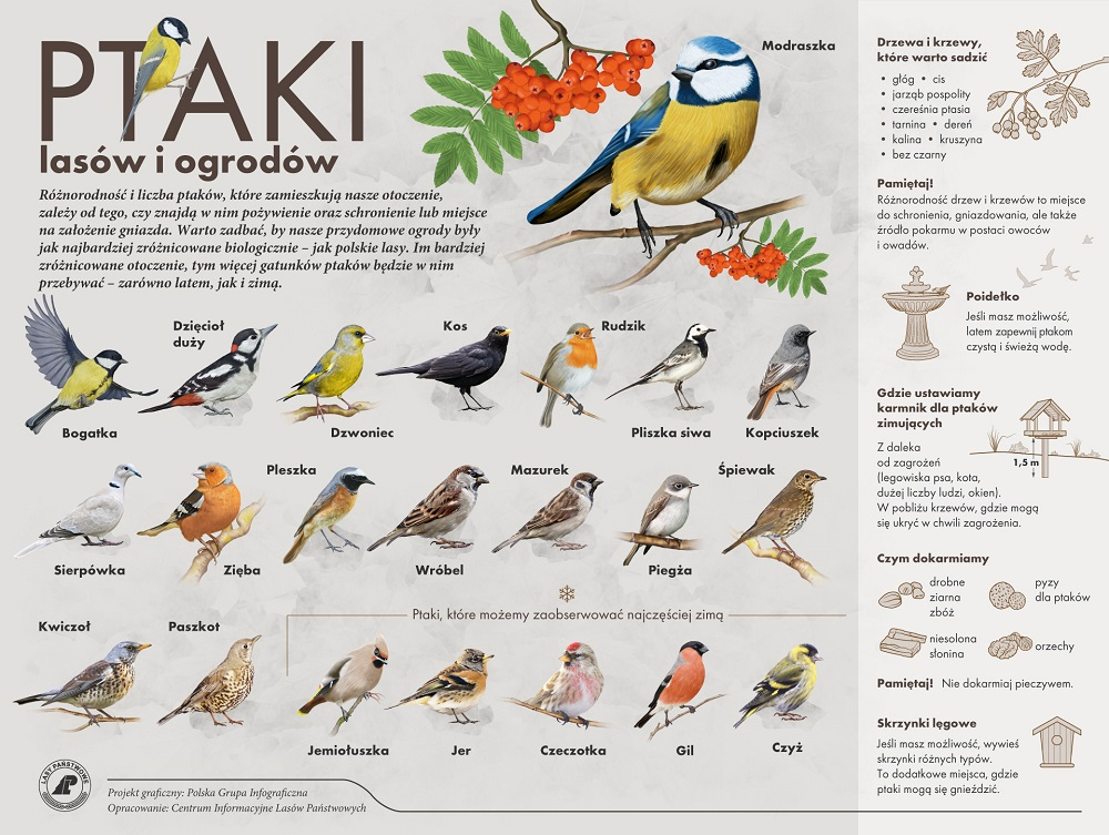 livebirdspoland_78f7528433898db5ed0fe91a1ea777f2.png