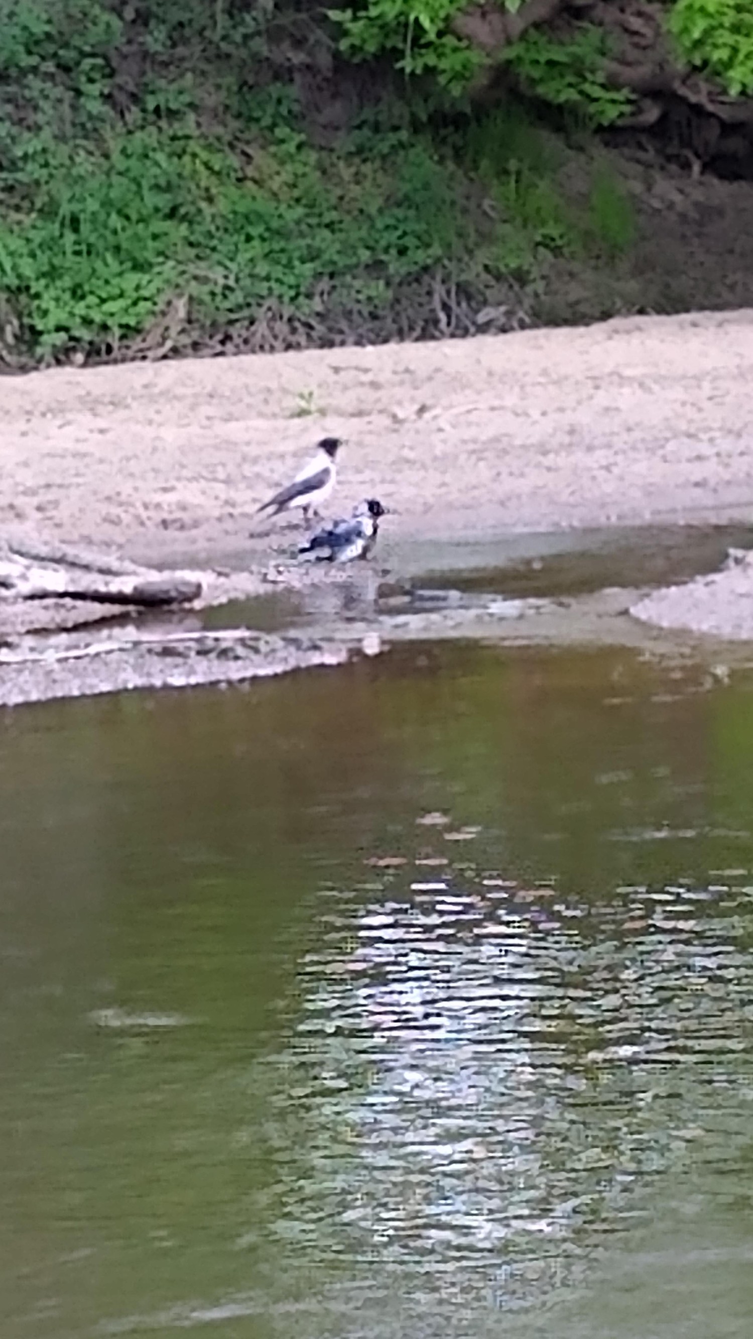 livebirdspoland_ef986f19522911b4cc7d982c666ff5c6.jpg