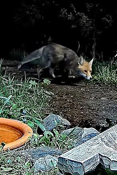 livebirdspoland_67453c3499776dc247ac02675722b623.jpg