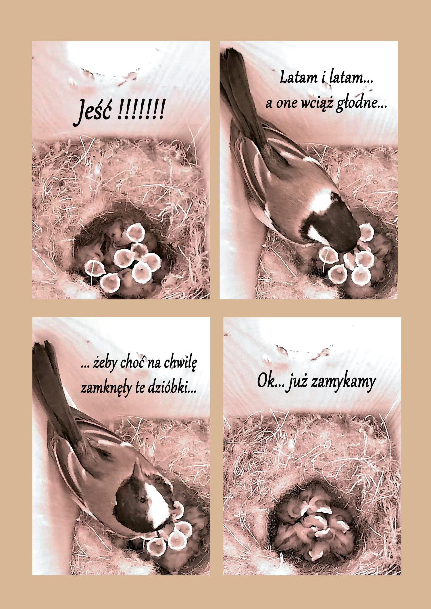 livebirdspoland_b23256f1cb745b74ce10806b3a76841e.jpg